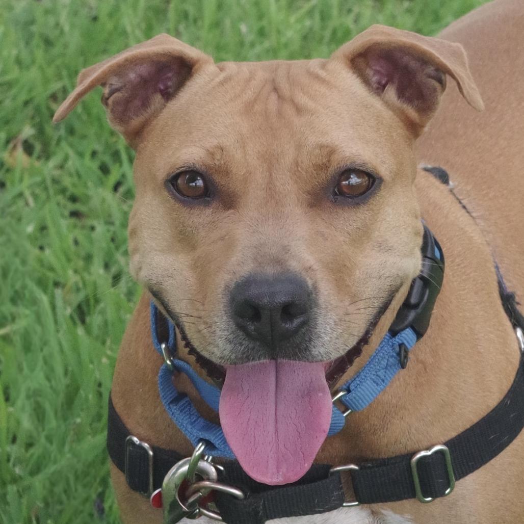 Enlarge Zo, a Adoptable mixed breed in Miami, FL image 6/6