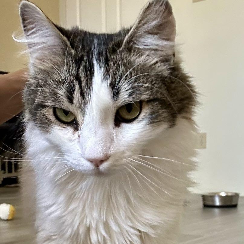 SPECKLES, adoptable, Young Male Domestic Medium Hair.