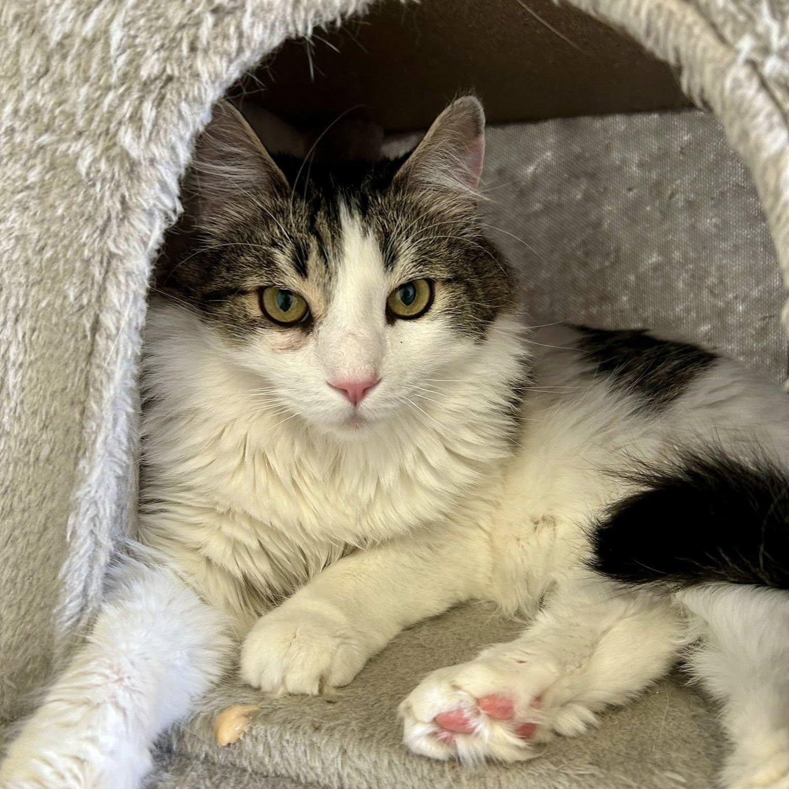 SPECKLES, an adoptable Domestic Medium Hair in Santa Monica, CA image 2/5