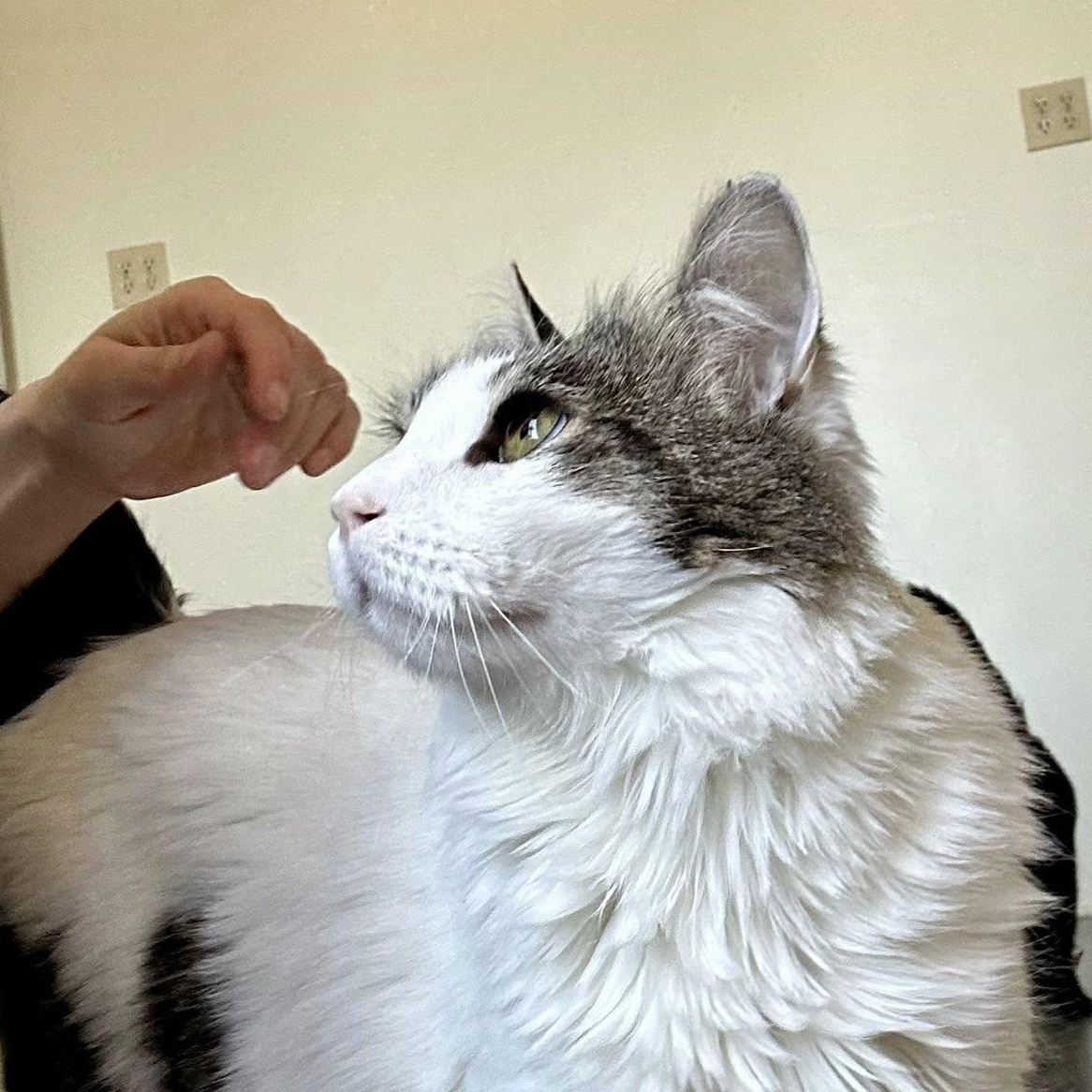 SPECKLES, an adoptable Domestic Medium Hair in Santa Monica, CA image 3/5