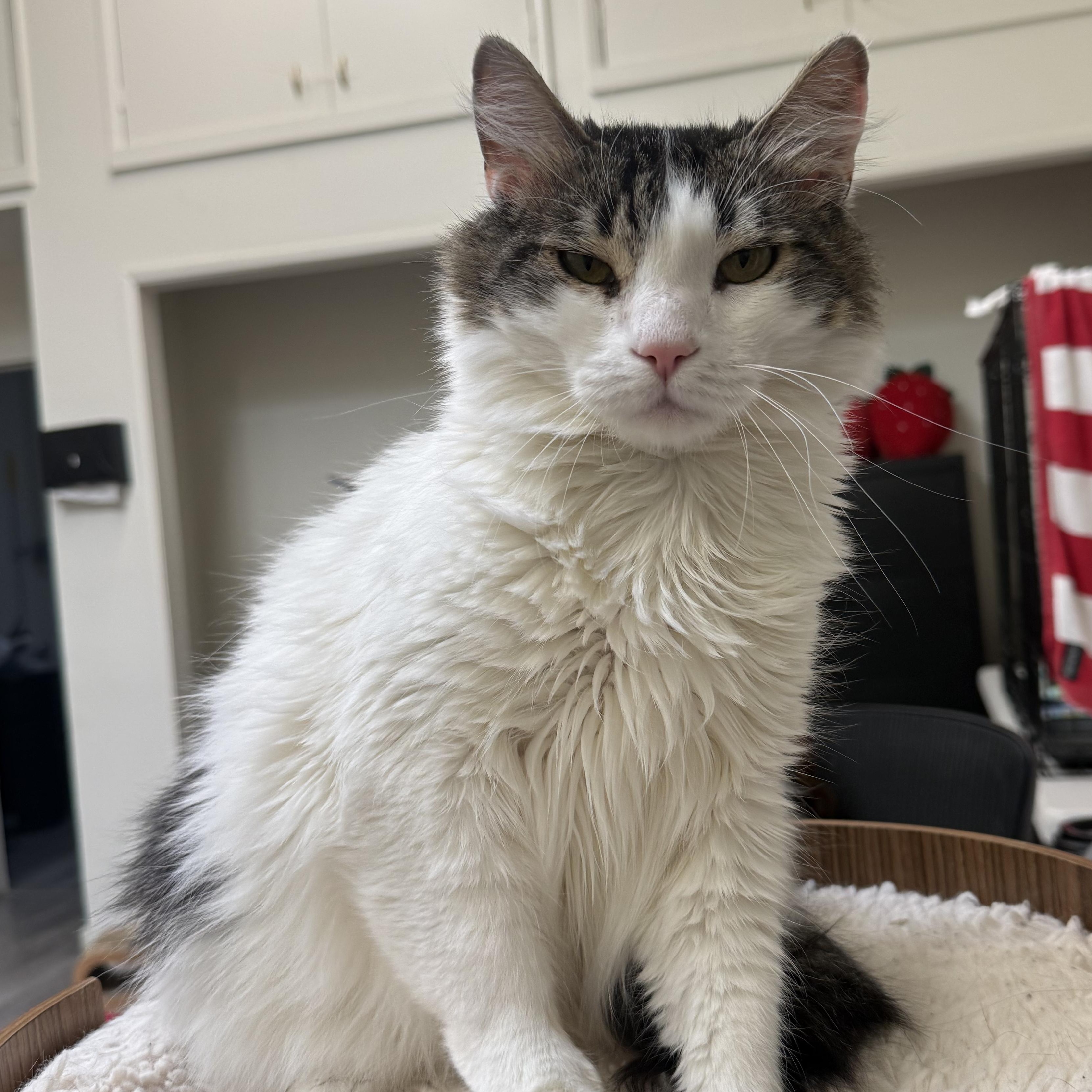 SPECKLES, Adoptable, Young Male Domestic Medium Hair.