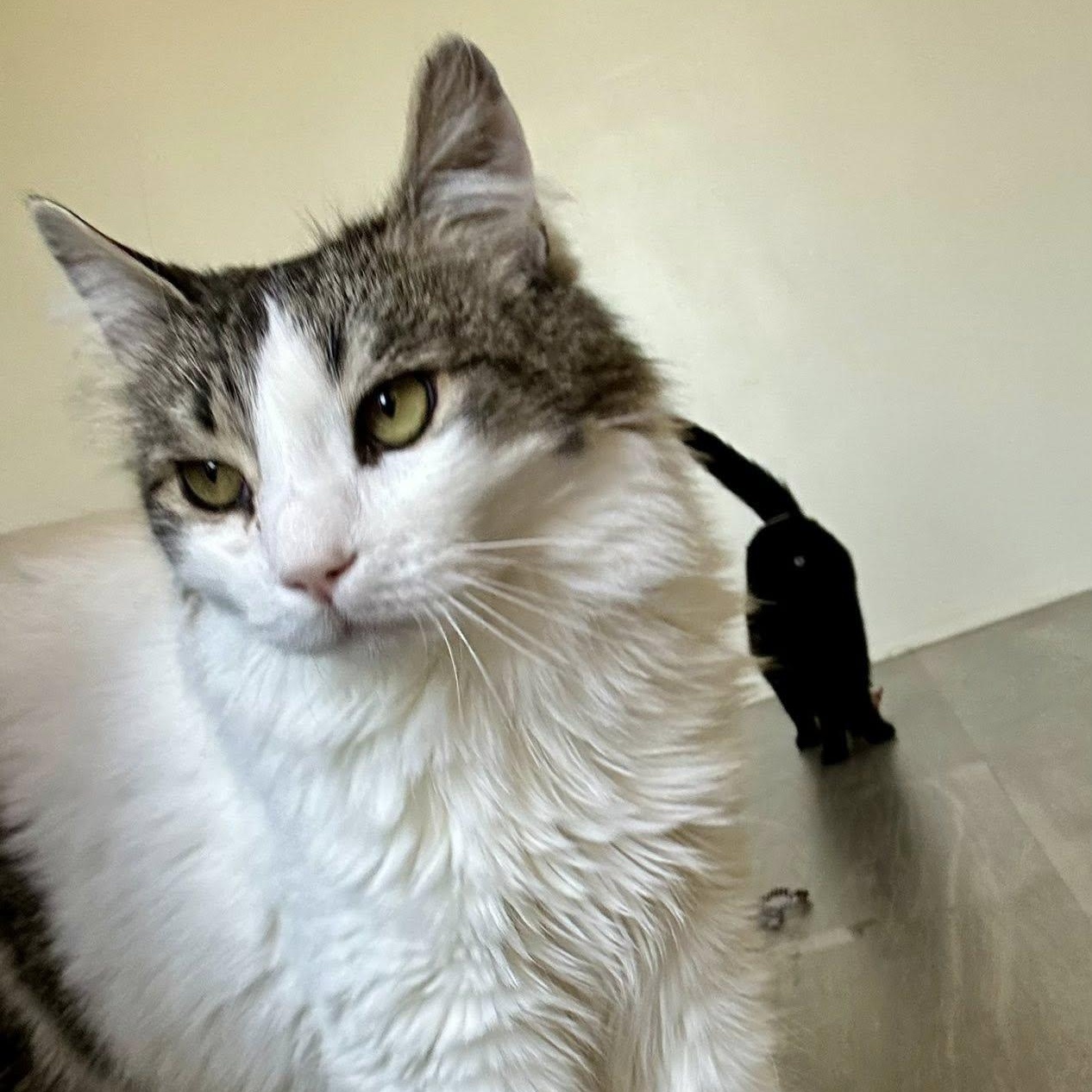 SPECKLES, an adoptable Domestic Medium Hair in Santa Monica, CA image 4/5
