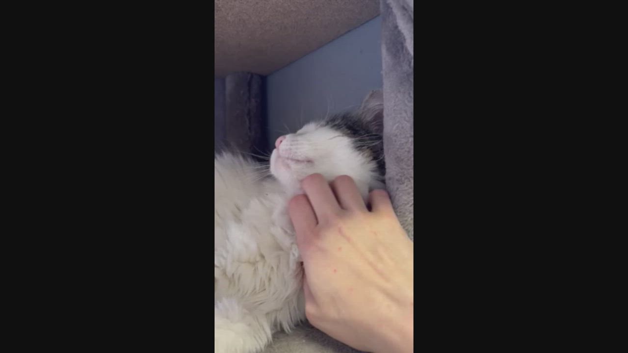 Enlarge SPECKLES, an adoptable Domestic Medium Hair in Santa Monica, CA video 5/5