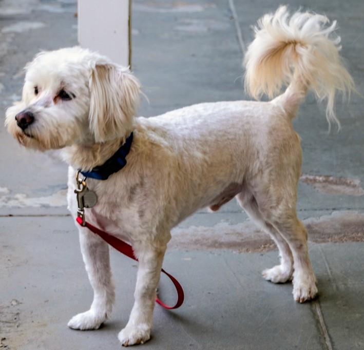 Enlarge Turbo, a ADOPTABLE mixed breed in Los Angeles, CA image 2/4