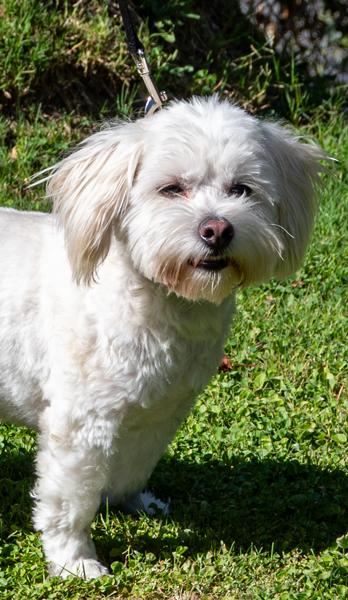 Enlarge Turbo, a ADOPTABLE mixed breed in Los Angeles, CA image 3/5