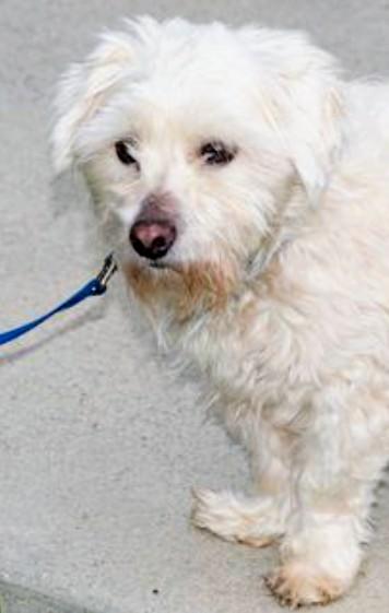 Turbo, a ADOPTABLE mixed breed in Los Angeles, CA image 2/2