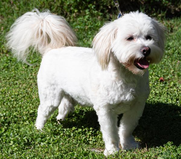 Enlarge Turbo, a ADOPTABLE mixed breed in Los Angeles, CA image 2/5