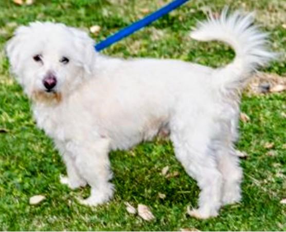 Turbo, ADOPTABLE, Adult Male Miniature Schnauzer & Maltese.
