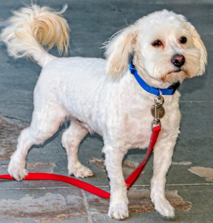 Turbo, ADOPTABLE, Adult Male Miniature Schnauzer & Poodle.