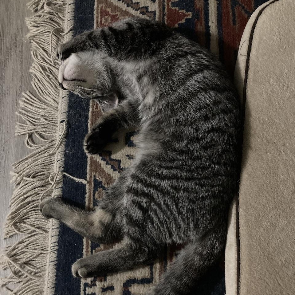 Pepper, a Adoptable mixed breed in Hyattsville, MD image 5/6