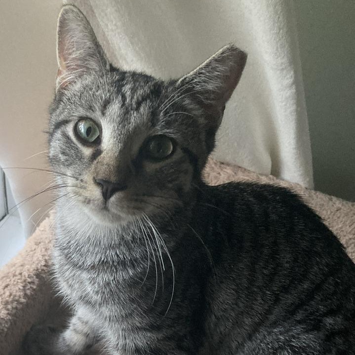 Pepper, a Adoptable mixed breed in Hyattsville, MD image 3/6