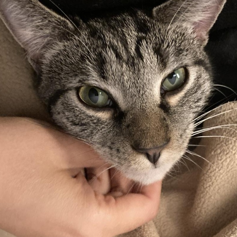 Pepper, a Adoptable mixed breed in Hyattsville, MD image 6/6