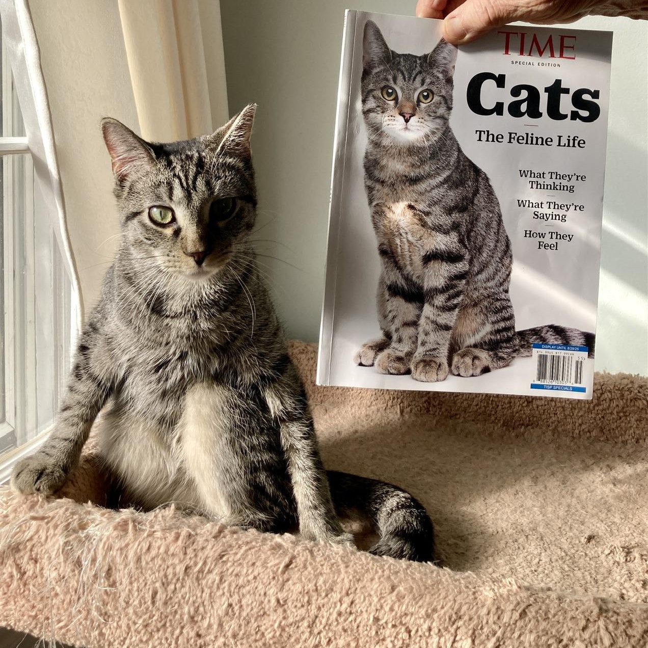 Pepper, a Adoptable mixed breed in Hyattsville, MD image 4/6