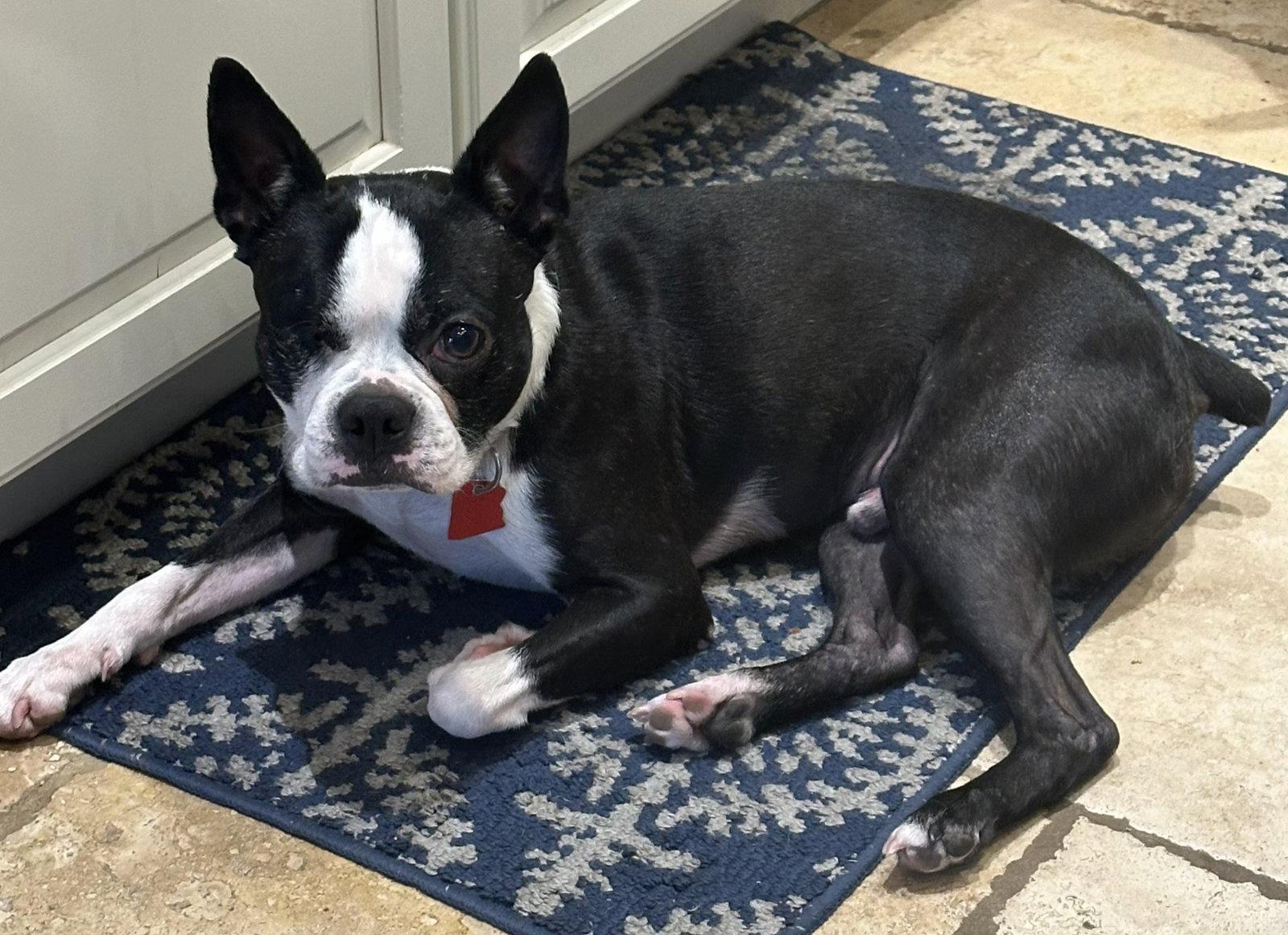 One-eyed Jack, Adopted, Adult Male Boston Terrier.