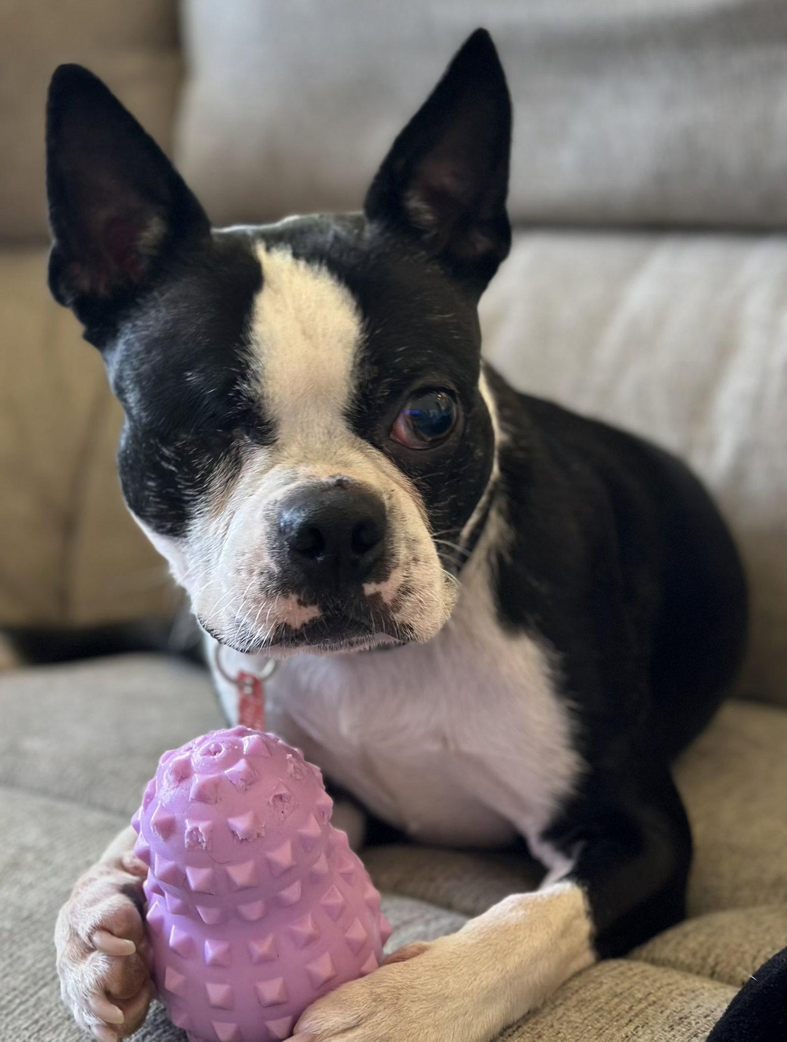 Enlarge One-eyed Jack, a Adopted Boston Terrier in Scottsdale, AZ image 2/3