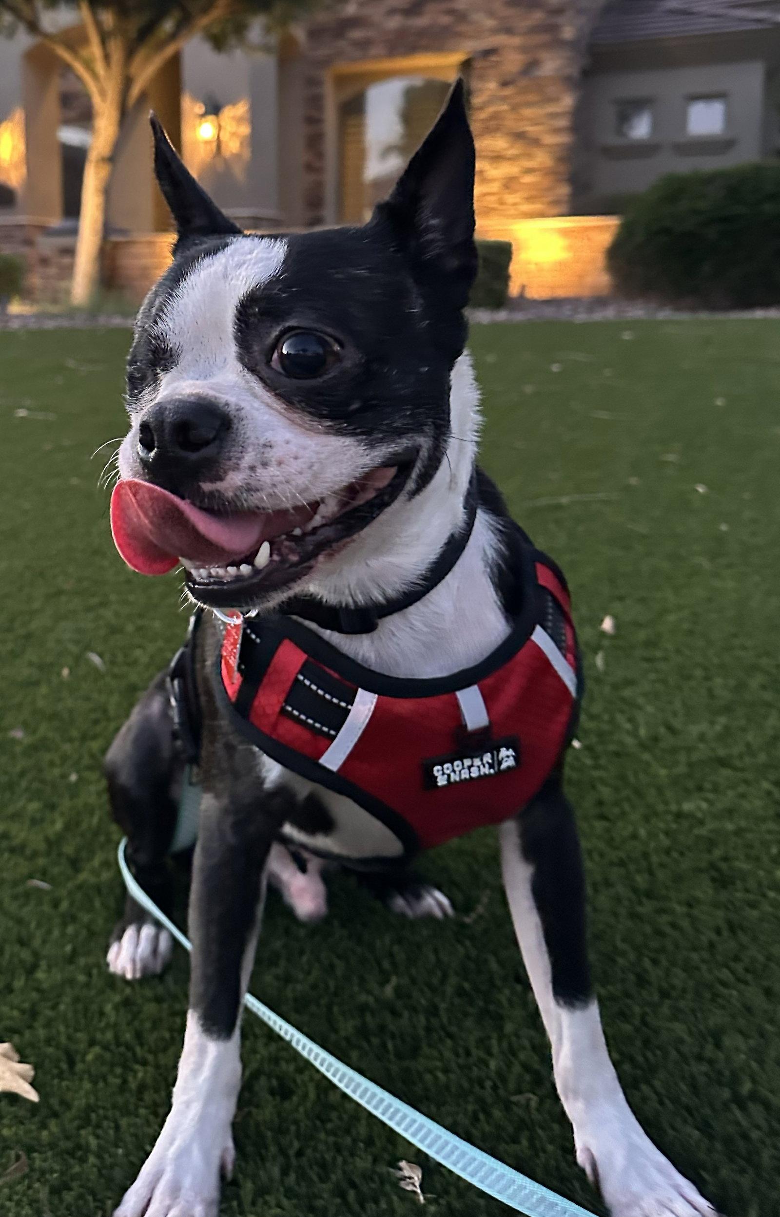 Enlarge One-eyed Jack, a Adopted Boston Terrier in Scottsdale, AZ image 3/3