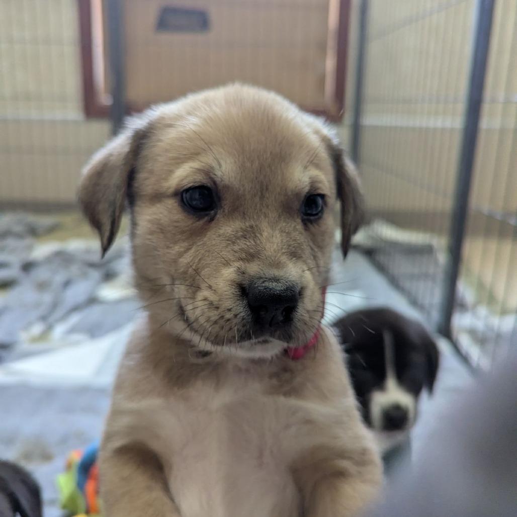 Melody, an adopted mixed breed in Ocala, FL image 2/2