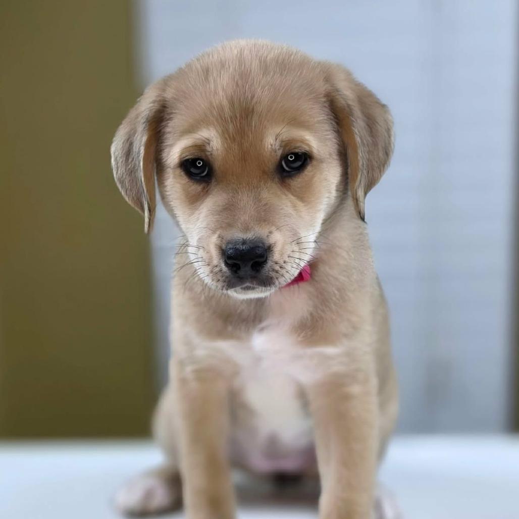 Melody, an adopted mixed breed in Ocala, FL image 1/2