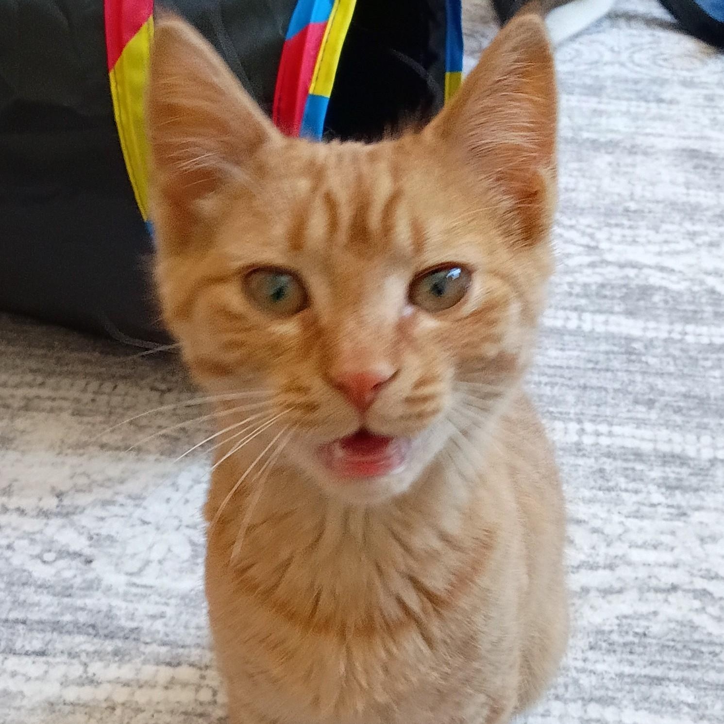 Enlarge Nacho, an adopted Domestic Short Hair in Sewell, NJ image 4/4