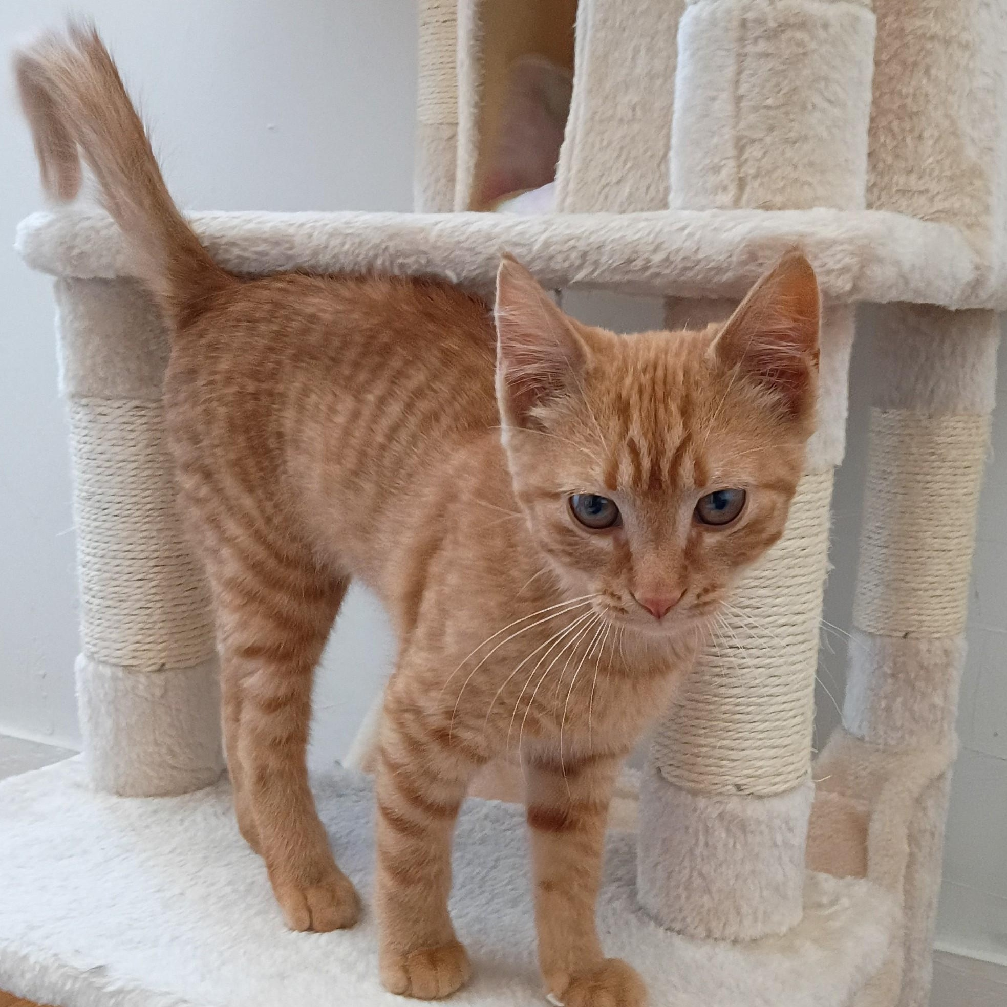 Enlarge Nacho, an adopted Domestic Short Hair in Sewell, NJ image 2/4