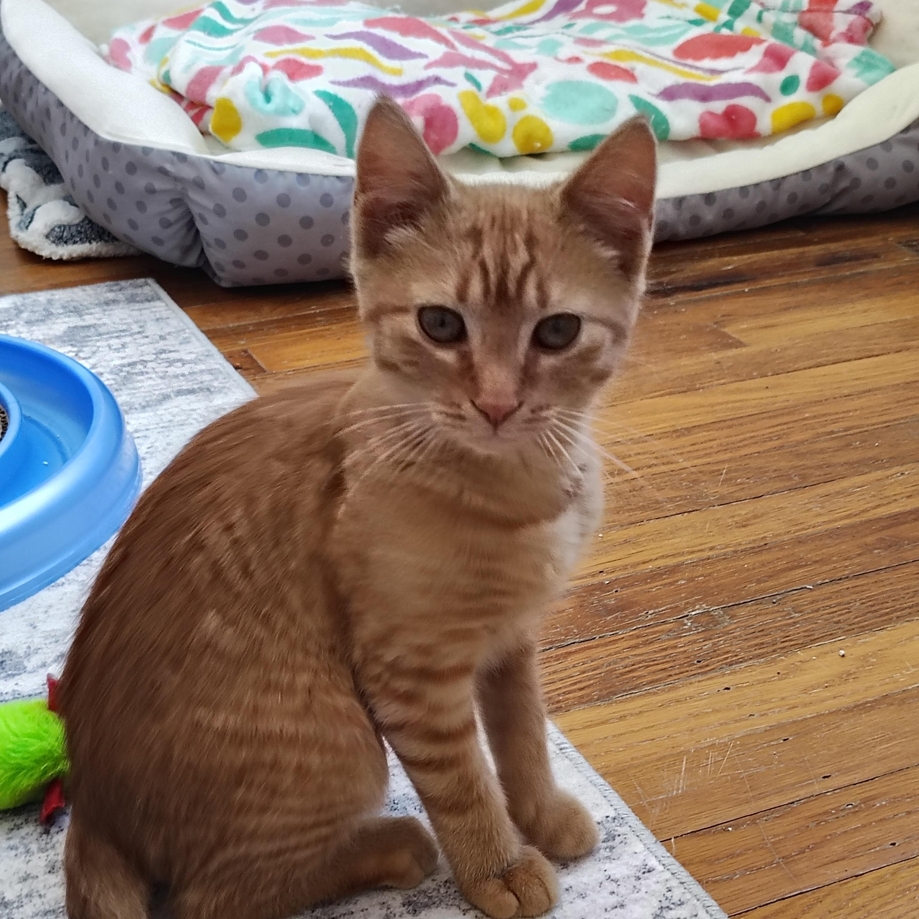 Enlarge Nacho, an adopted Domestic Short Hair in Sewell, NJ image 3/4