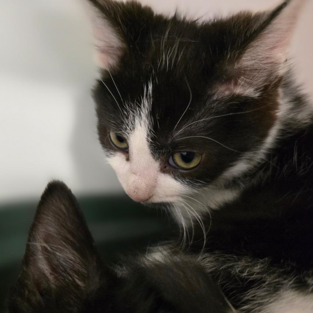 Rory, Adoptable, Kitten Female Domestic Short Hair.