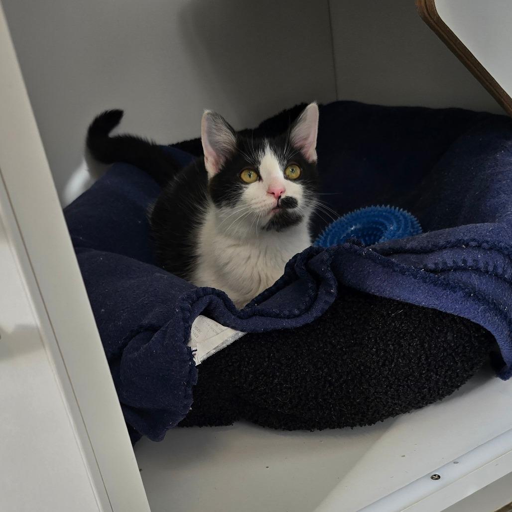 Enlarge Rory, a Adoptable Domestic Short Hair in Jasper, IN image 2/3