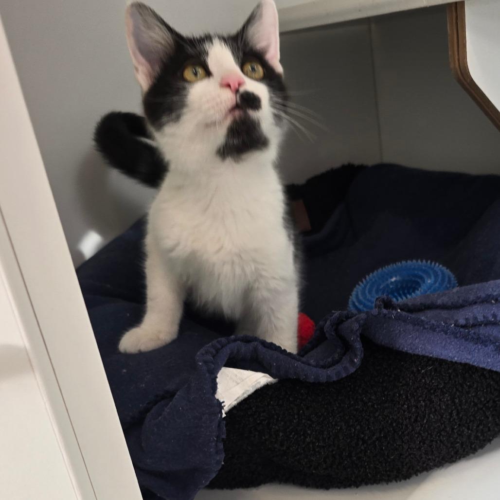 Enlarge Rory, a Adoptable Domestic Short Hair in Jasper, IN image 3/3