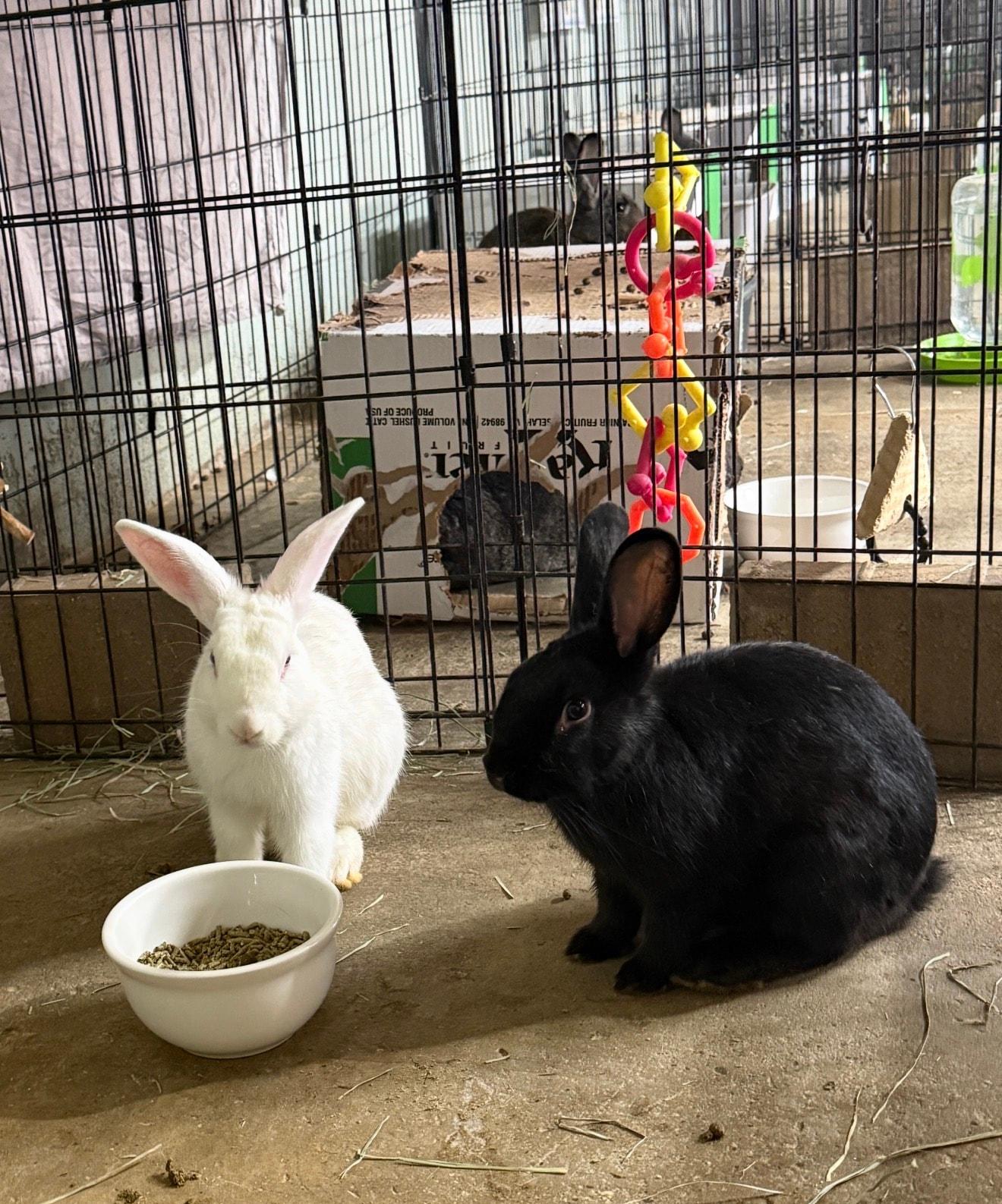 Enlarge Mahomes & Brady, a Adopted Bunny Rabbit in LAS VEGAS, NV image 1/1
