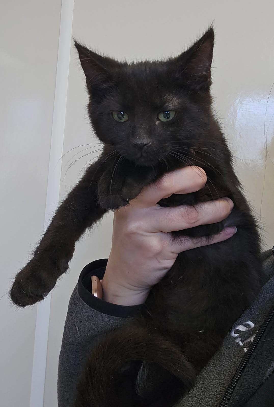 Enlarge Treble, a ADOPTABLE Domestic Short Hair in Mansfield, OH image 1/1