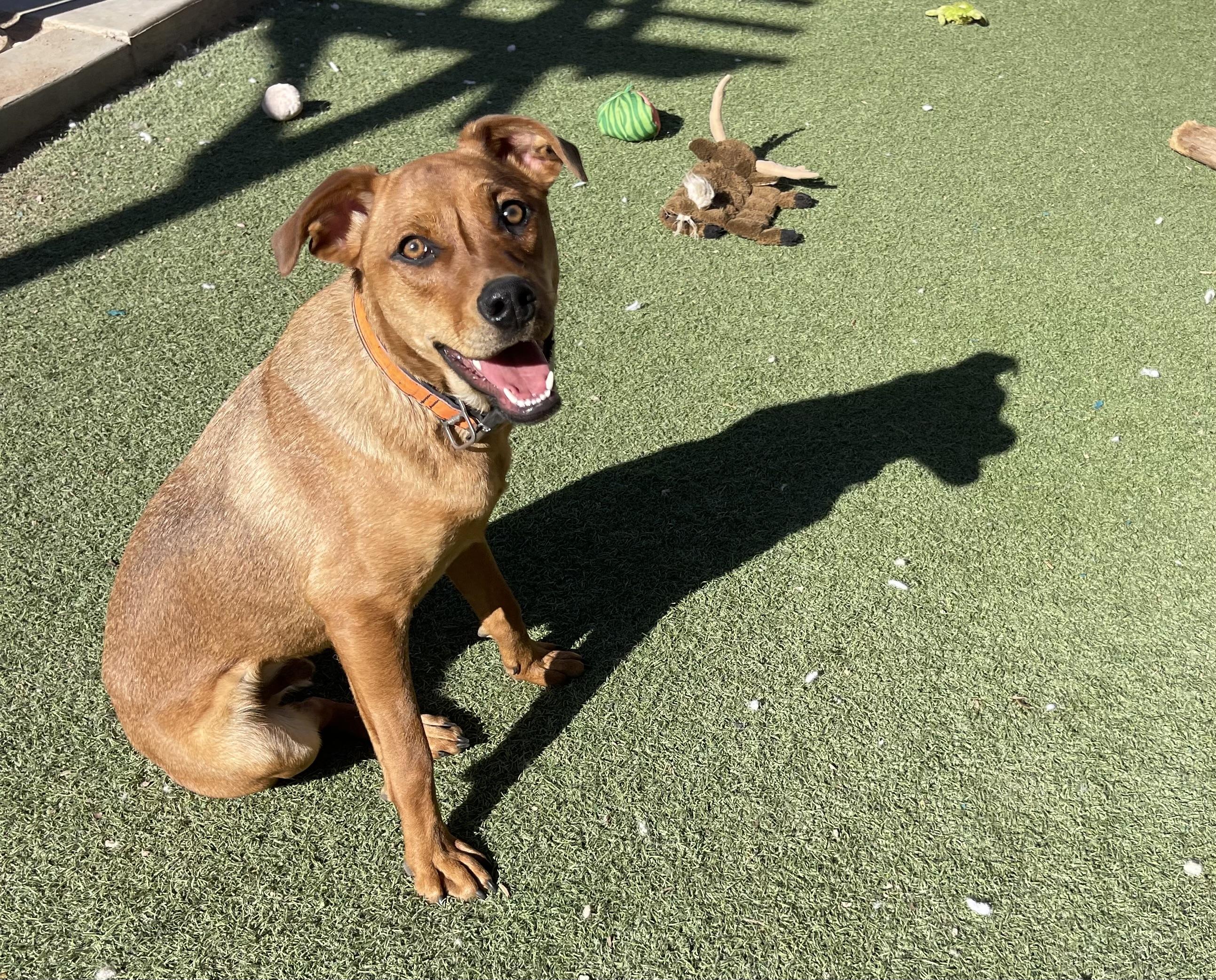 Chestnut, a Adoptable mixed breed in Chandler, AZ image 6/6