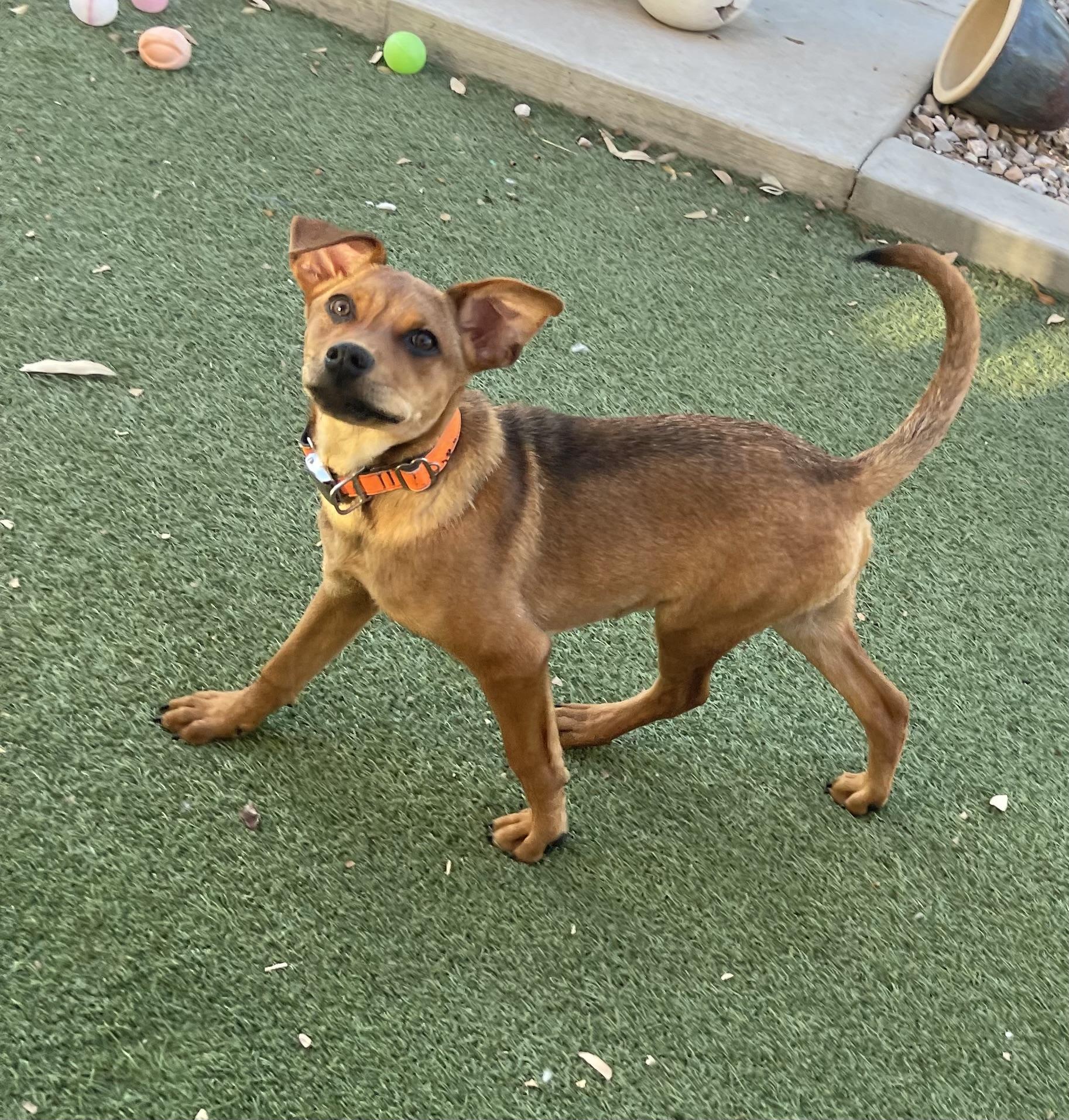 Chestnut, Adoptable, Puppy Male Labrador Retriever & Australian Shepherd.