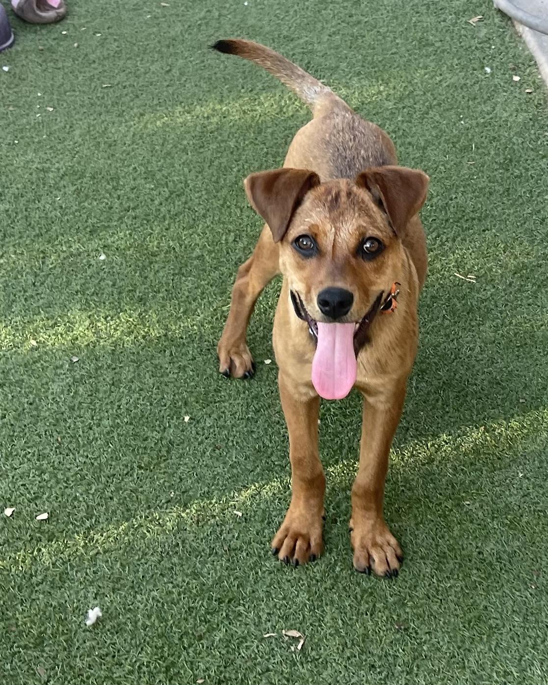 Chestnut, a Adoptable mixed breed in Chandler, AZ image 2/6