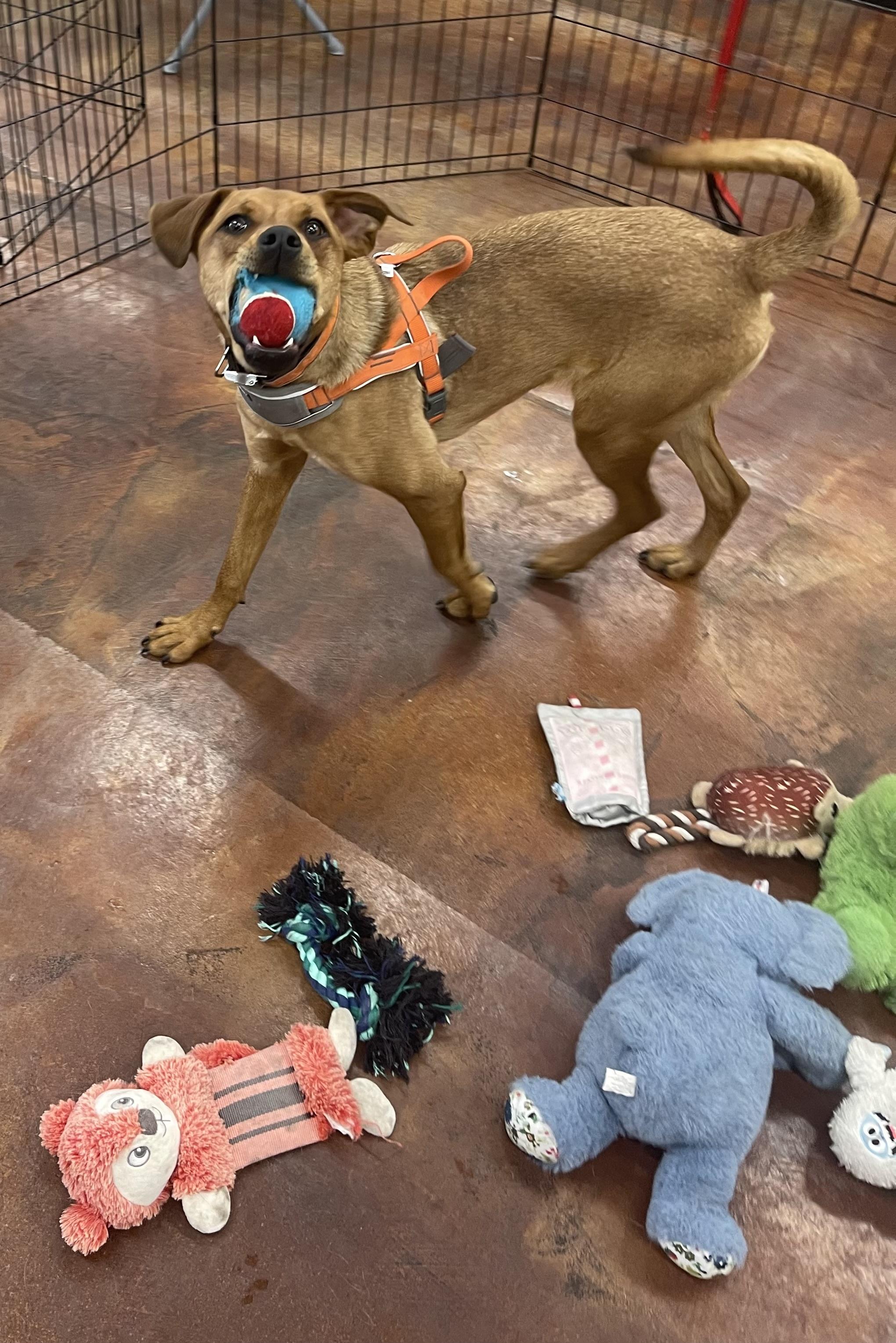 Chestnut, a Adoptable mixed breed in Chandler, AZ image 3/6