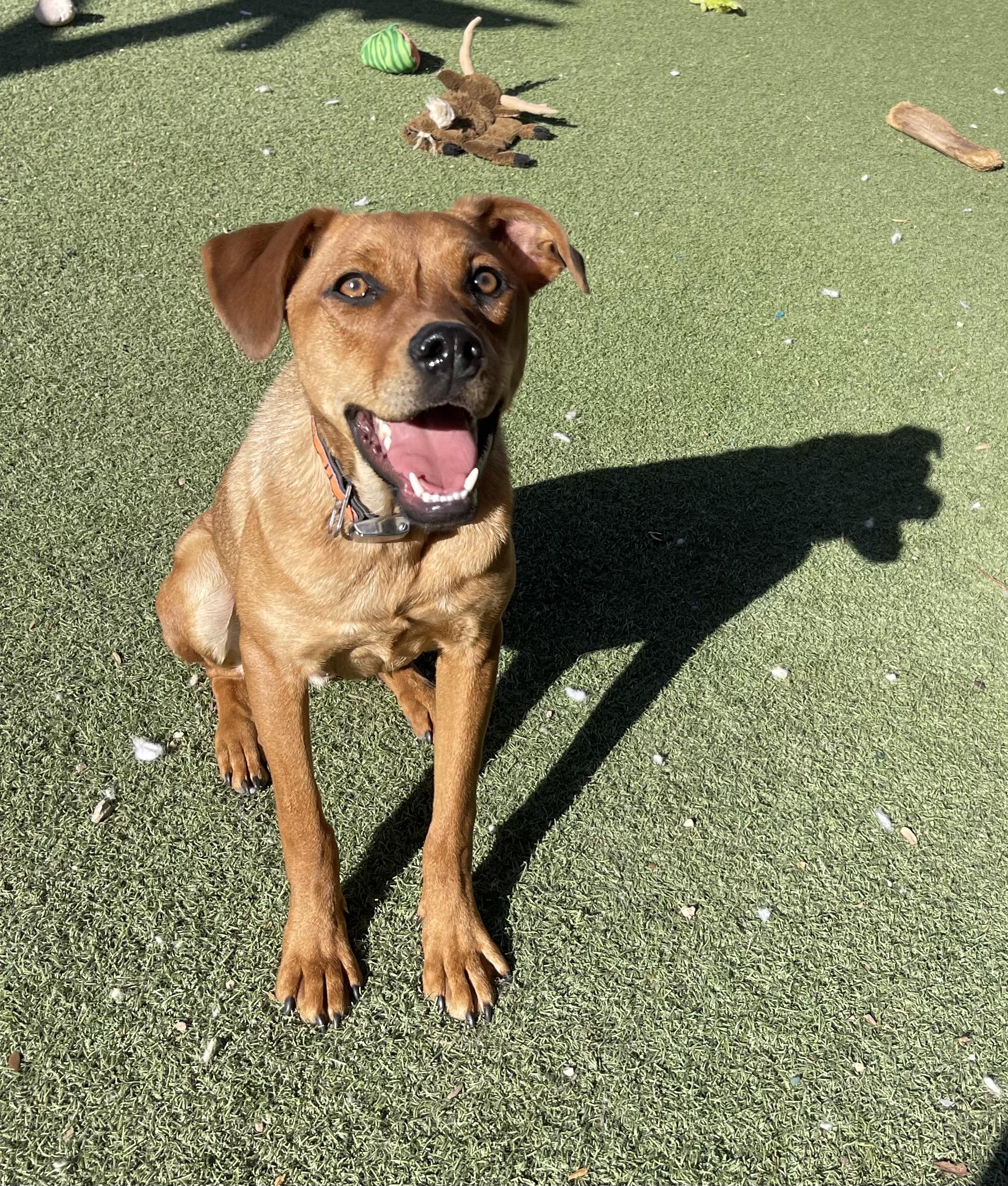 Chestnut, a Adoptable mixed breed in Chandler, AZ image 1/6