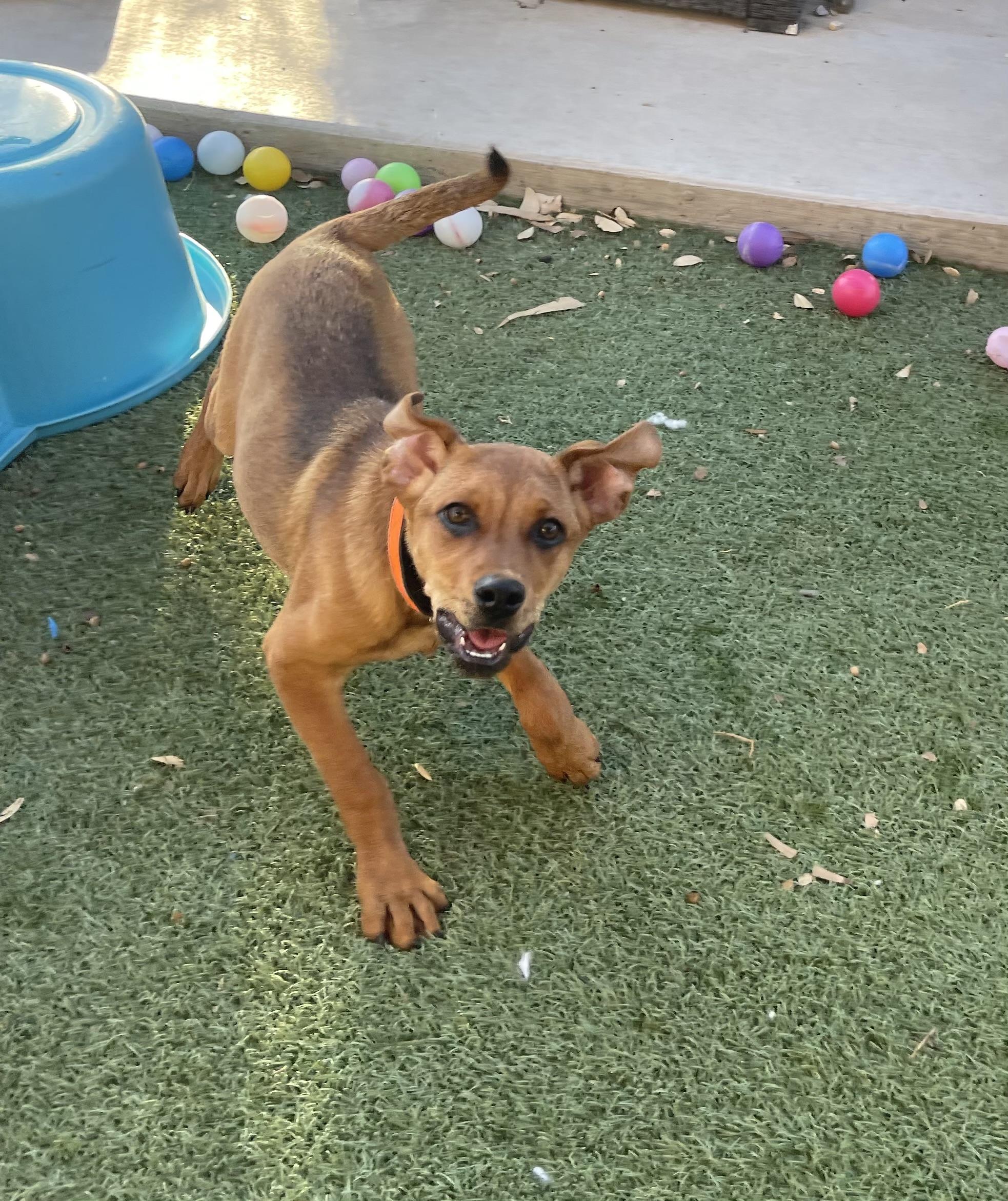 Chestnut, a Adoptable mixed breed in Chandler, AZ image 3/6
