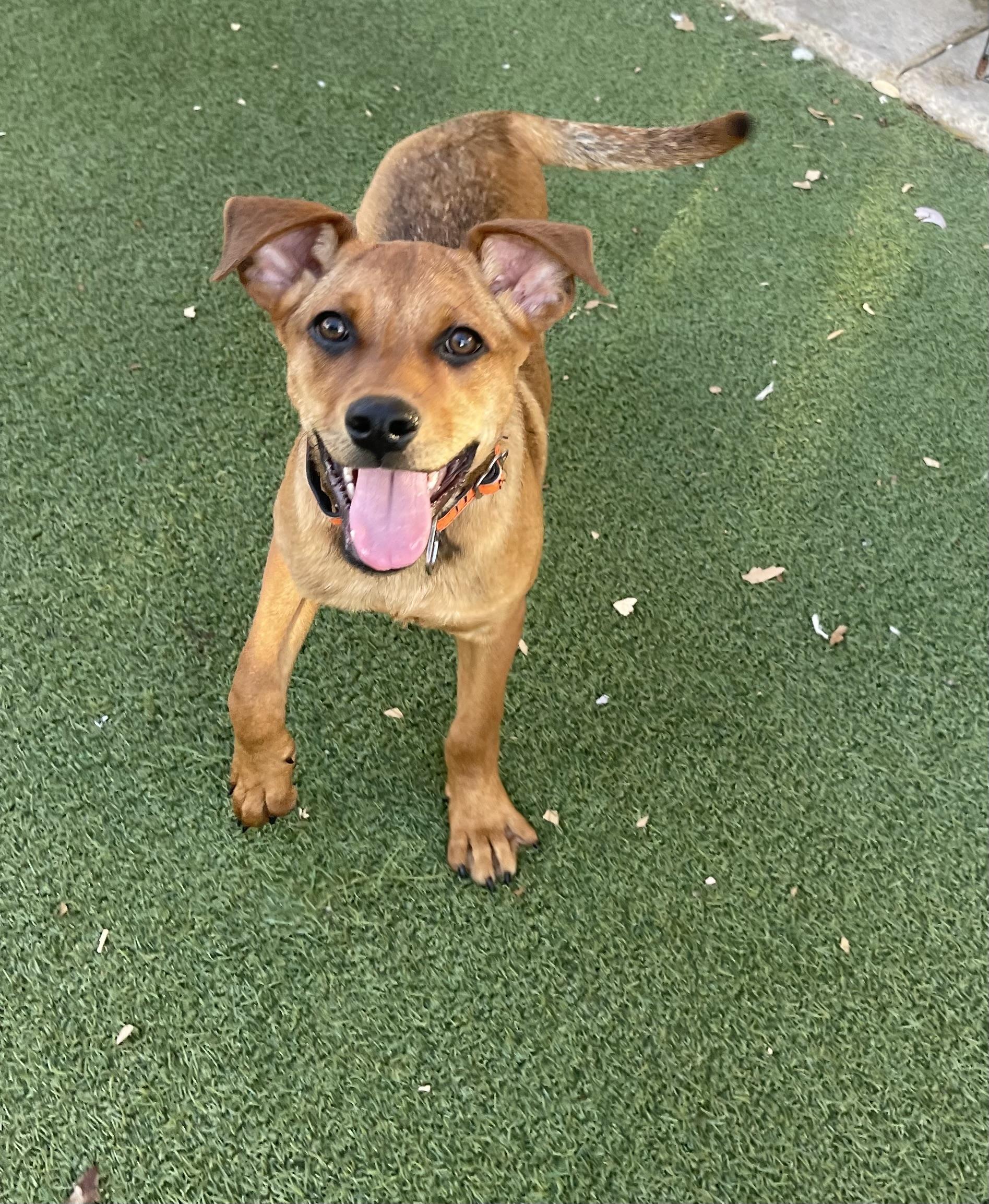 Chestnut, a Adoptable mixed breed in Chandler, AZ image 5/6