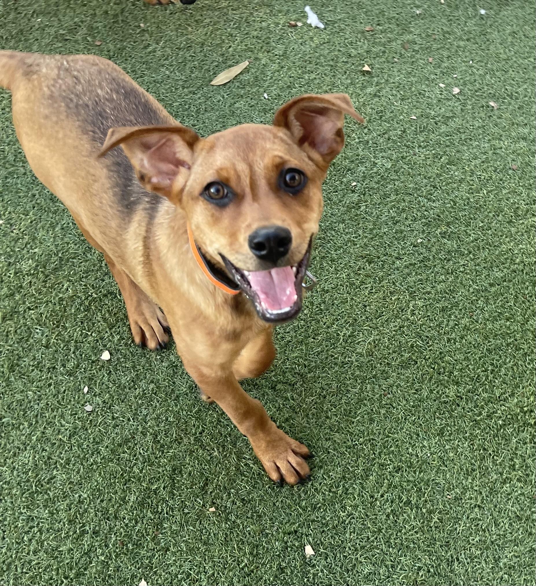 Chestnut, Adoptable, Young Male Labrador Retriever & Australian Shepherd.