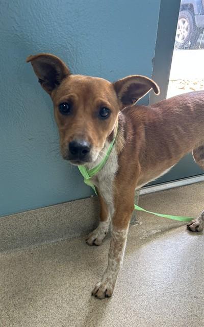 Enlarge FRECKLES, a Adoptable mixed breed in Newton, NC image 1/1