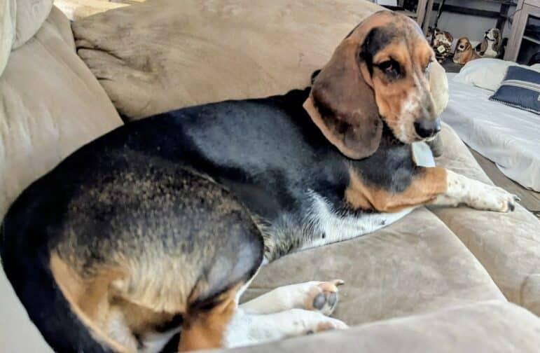 Lucy, a ADOPTABLE Basset Hound in Auburndale, FL image 2/3