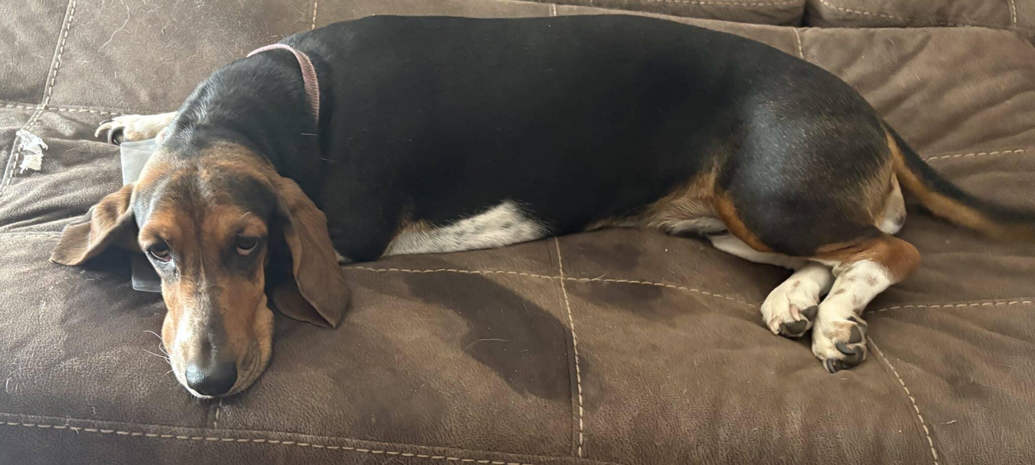 Lucy, a ADOPTABLE Basset Hound in Auburndale, FL image 3/3