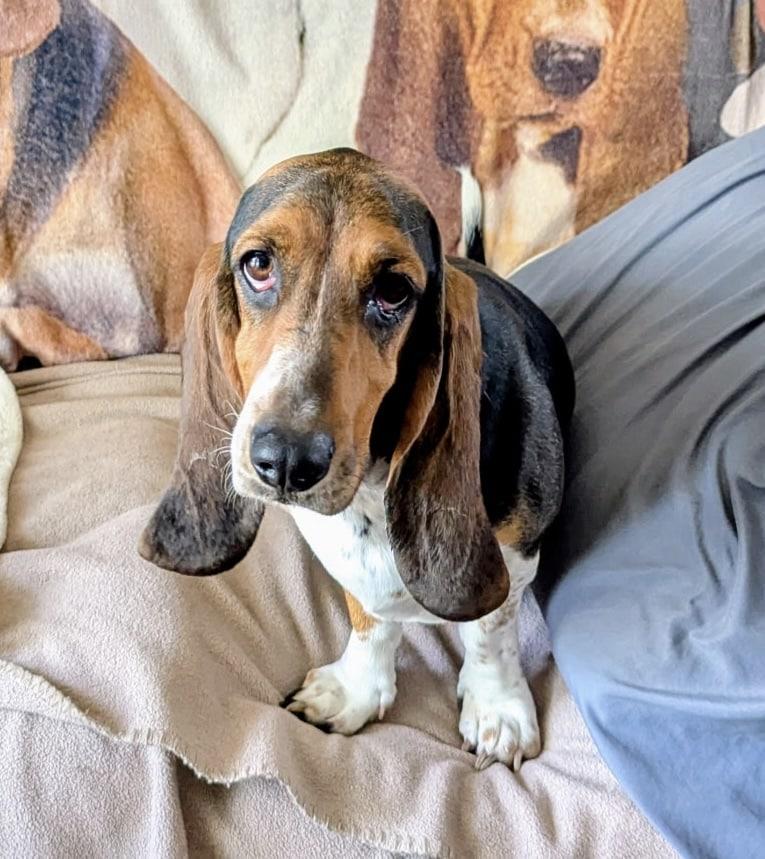 Lucy, ADOPTABLE, Young Female Basset Hound.