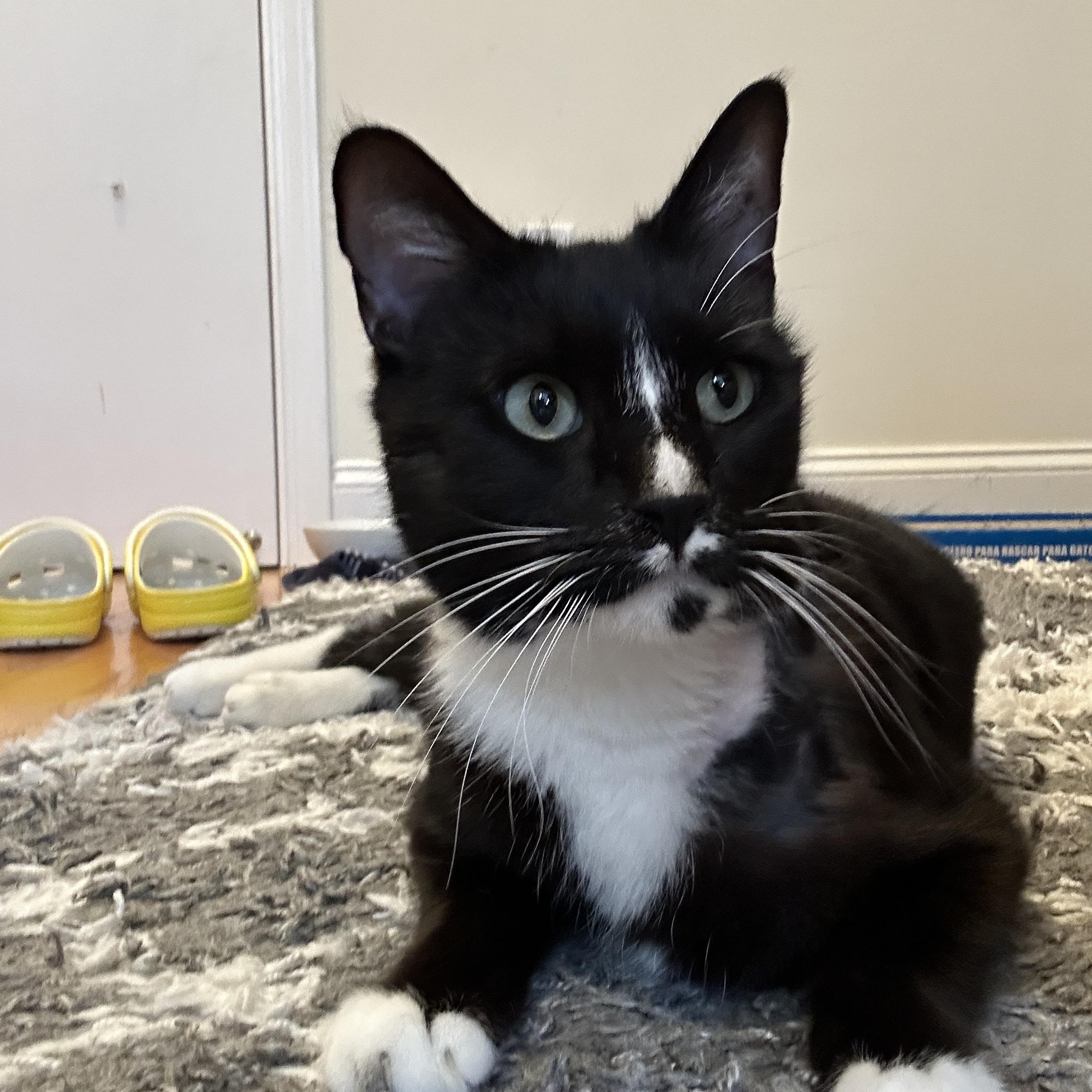 Enlarge Nova, a ADOPTABLE Tuxedo in San Francisco, CA image 2/4
