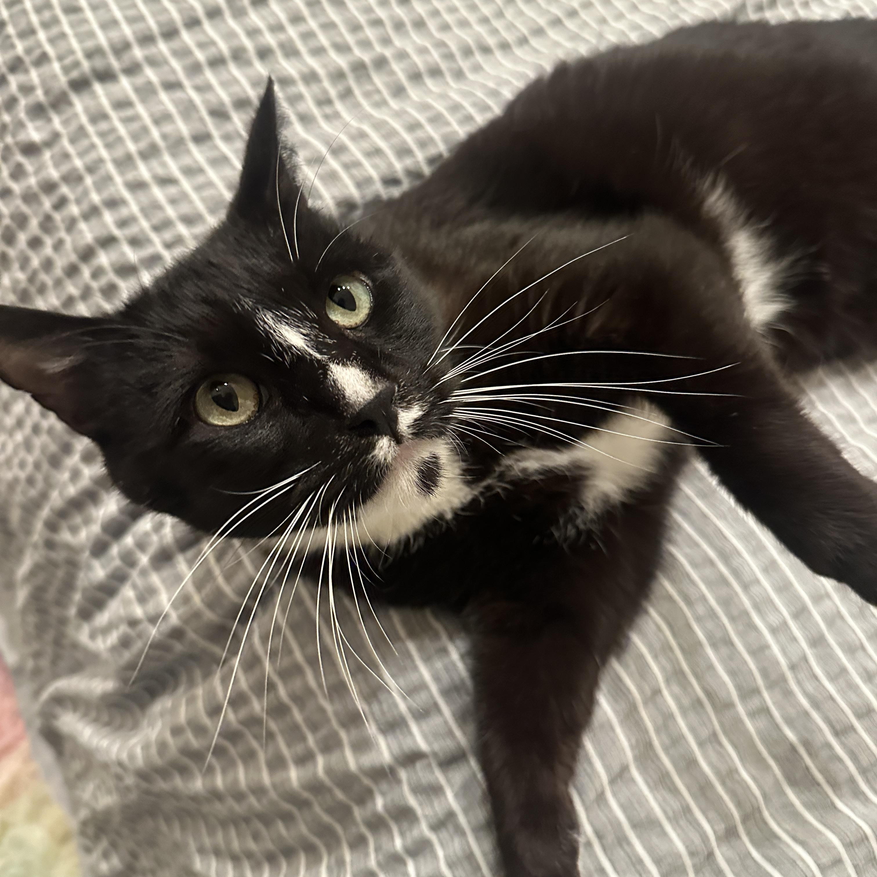 Enlarge Nova, a ADOPTABLE Tuxedo in San Francisco, CA image 4/4
