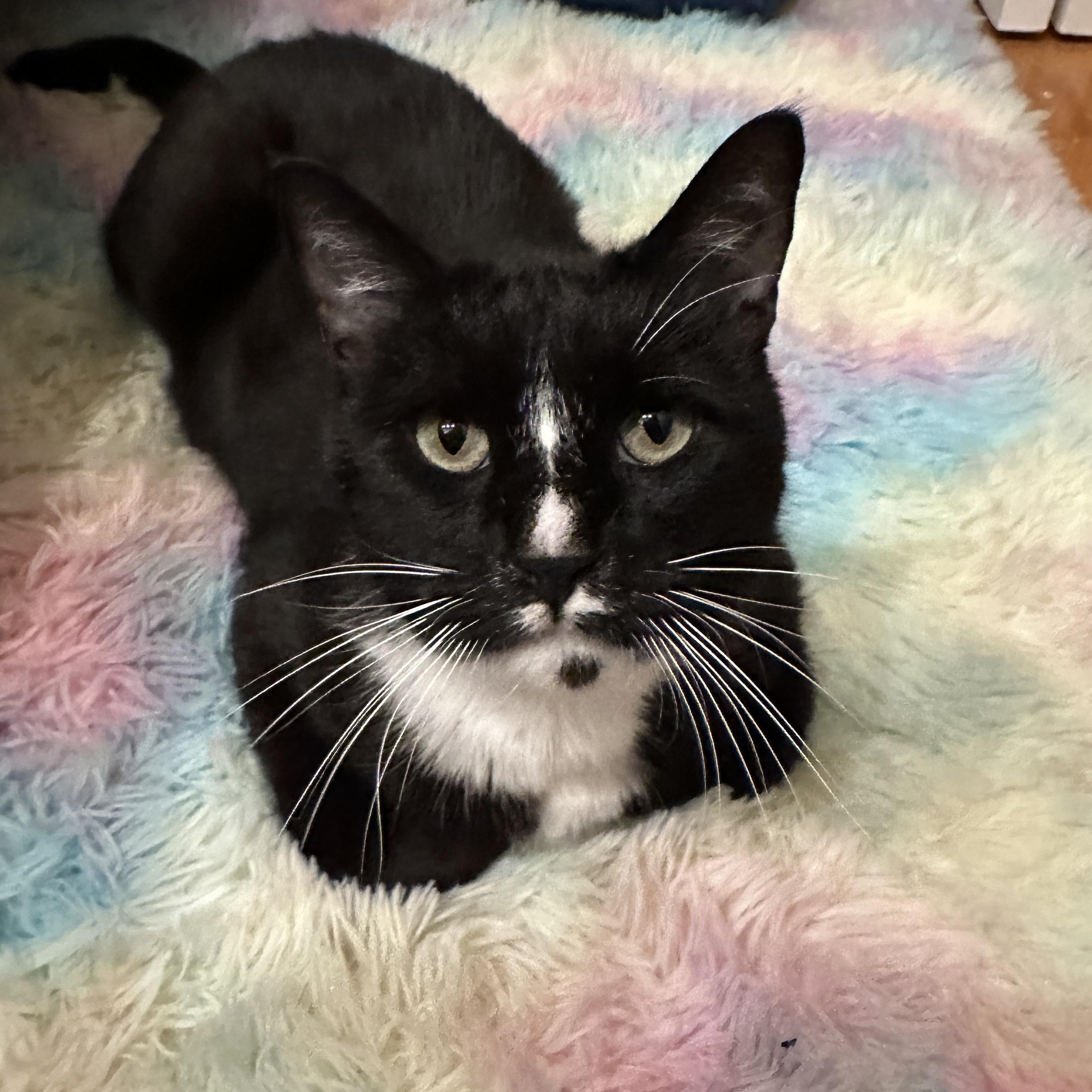 Nova, ADOPTABLE, Young Male Tuxedo.