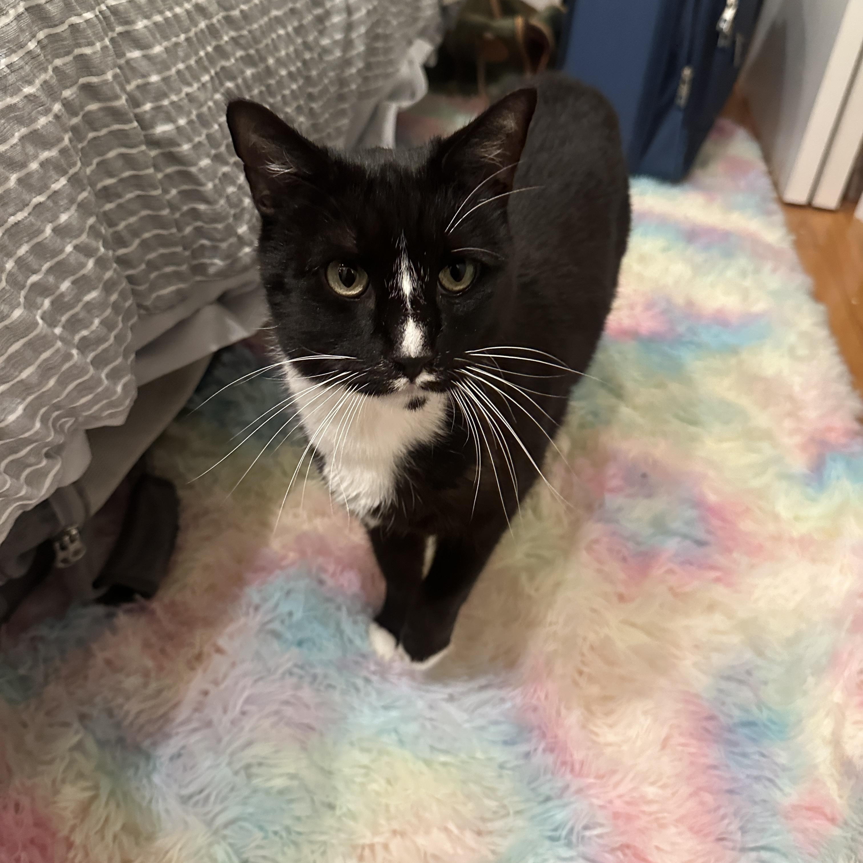 Enlarge Nova, a ADOPTABLE Tuxedo in San Francisco, CA image 3/4