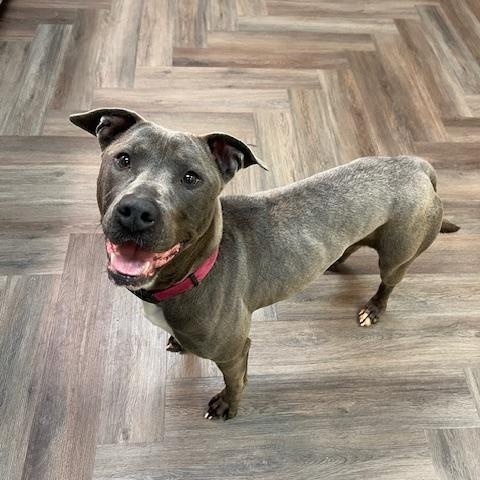 Enlarge Mia, a Adoptable mixed breed in Springfield , MO image 1/4