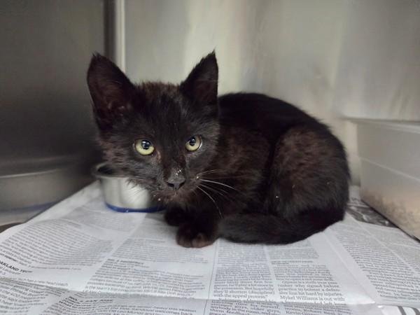 Todd, Adoptable, Kitten Male Domestic Short Hair.