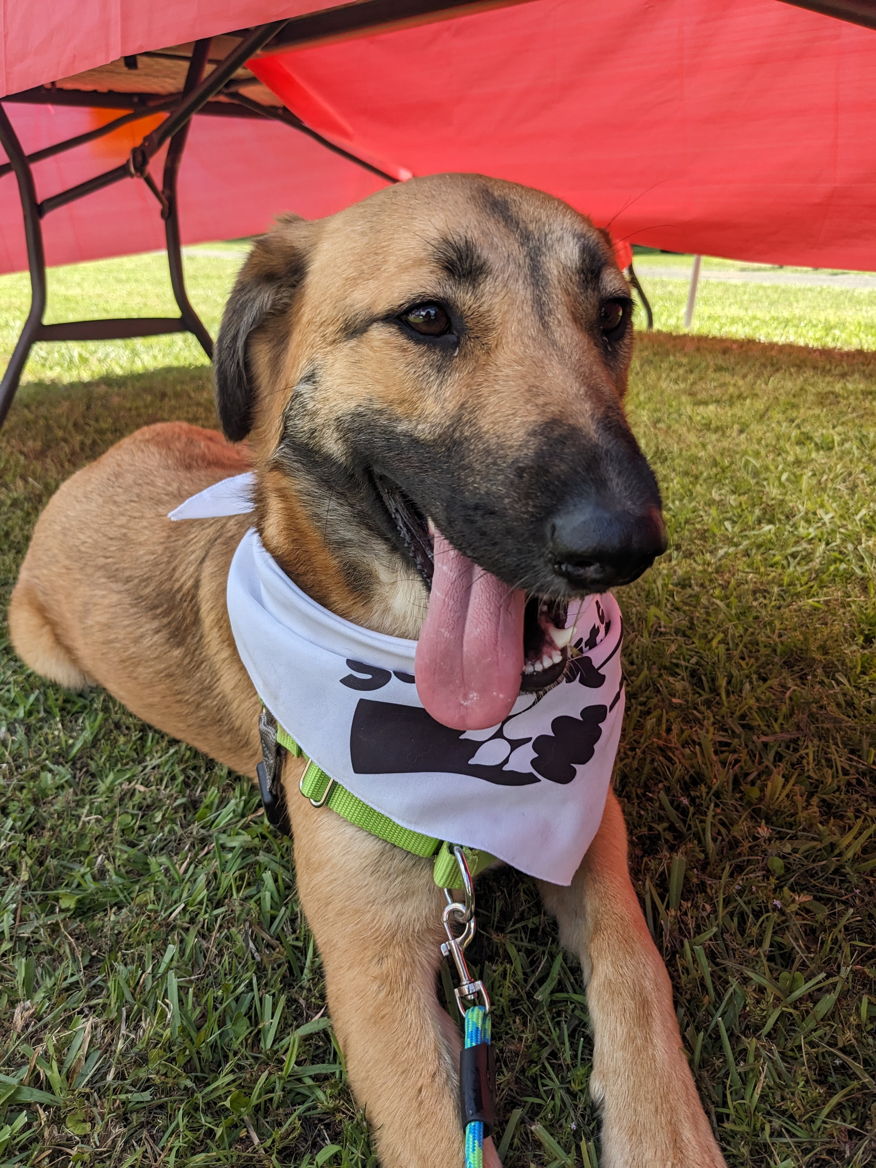 Unity, Adopted, Young Female Anatolian Shepherd & Black Mouth Cur.