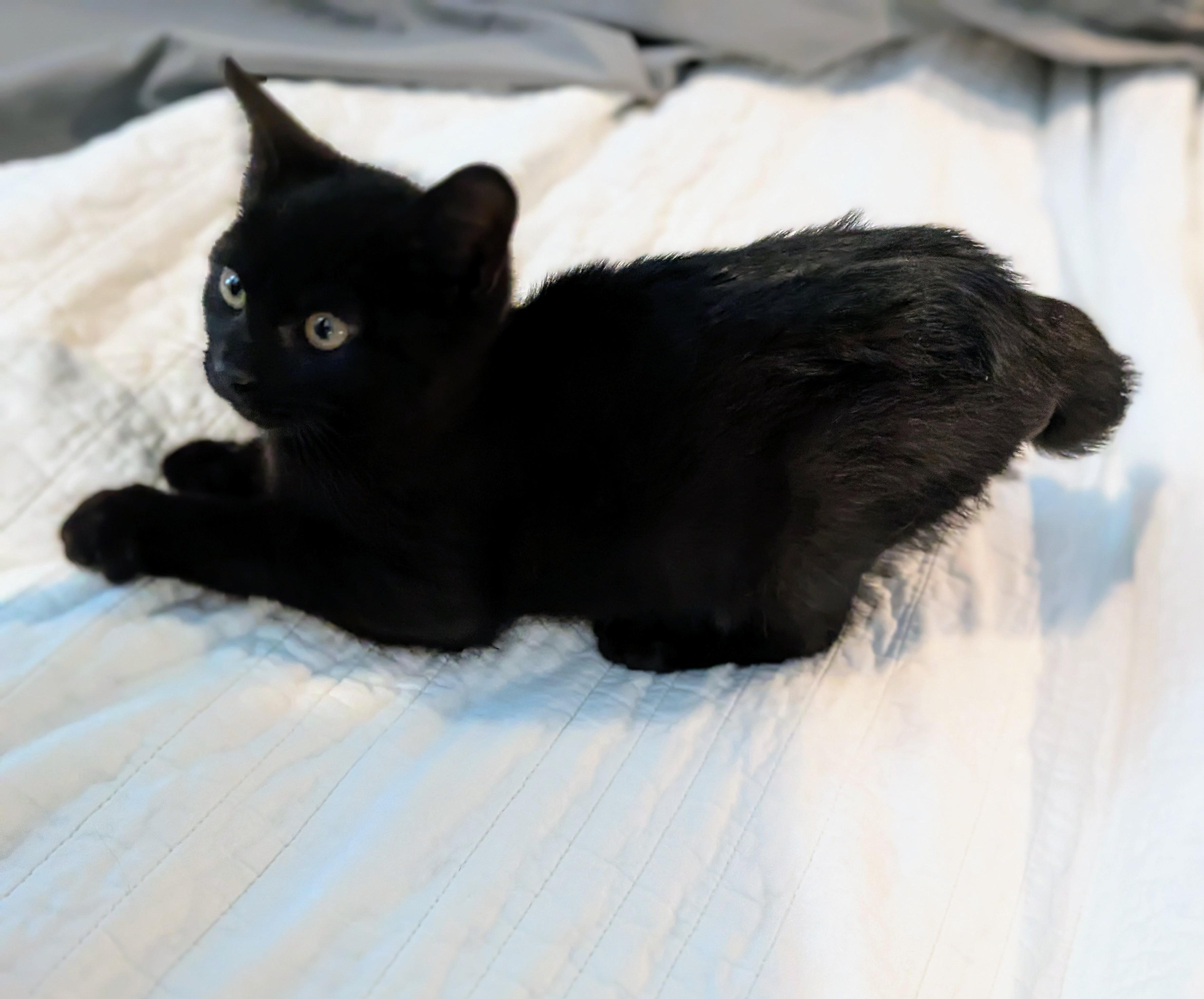 Winter, Baby Male Domestic Short Hair
